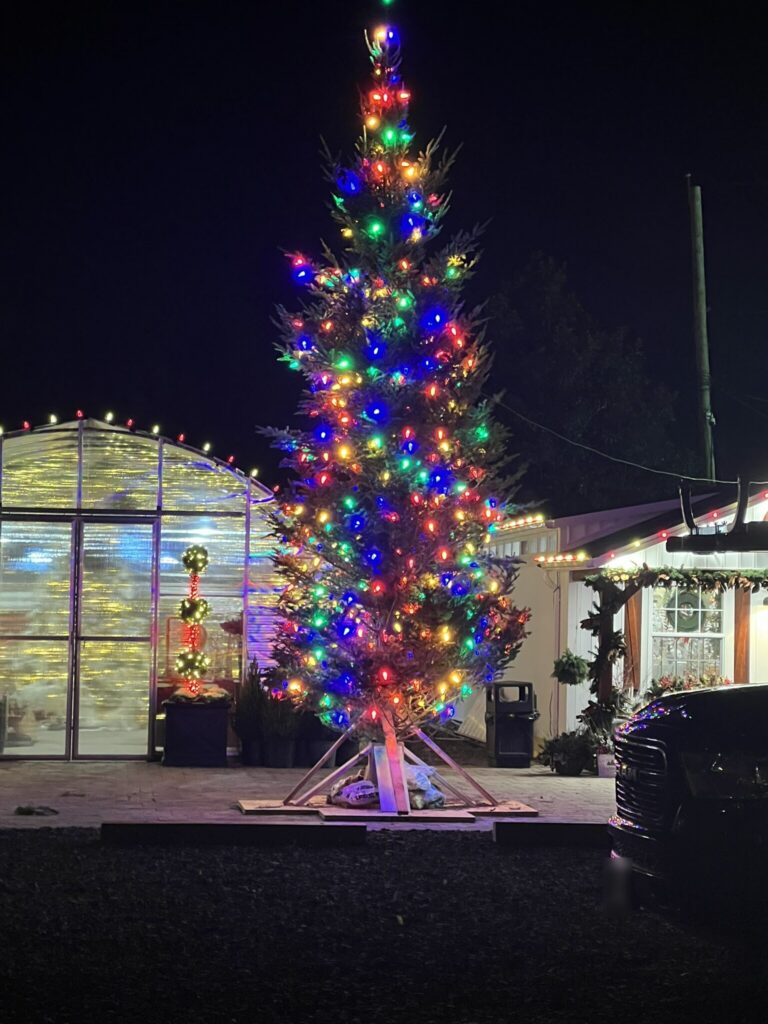 Tall evergreen wrapped in multicolor lights beside a greenhouse